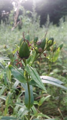 Hypericum ascyron gebleri