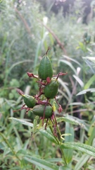 Hypericum ascyron gebleri