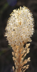 Bulbinella cauda-felis