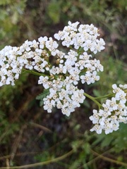 Achillea millefolium
