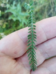 Achillea millefolium