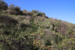 Bulbinella cauda-felis