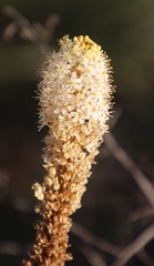 Bulbinella cauda-felis