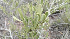 Gymnosporia elliptica
