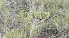 Gymnosporia elliptica