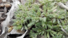 Blepharis procumbens