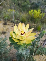 Leucadendron daphnoides