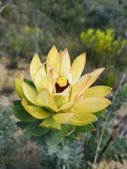 Leucadendron daphnoides
