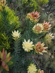 Leucadendron daphnoides