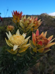 Leucadendron daphnoides
