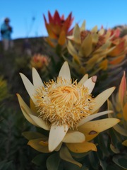 Leucadendron daphnoides