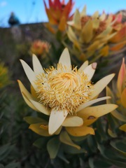 Leucadendron daphnoides
