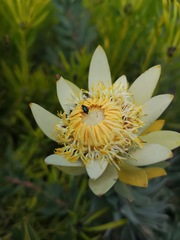 Leucadendron daphnoides