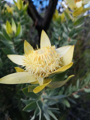 Leucadendron daphnoides
