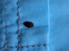 Cimex lectularius
