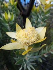 Leucadendron daphnoides