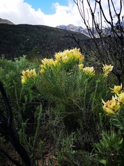 Leucadendron daphnoides