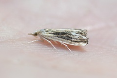 Catoptria verellus