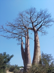 Adansonia