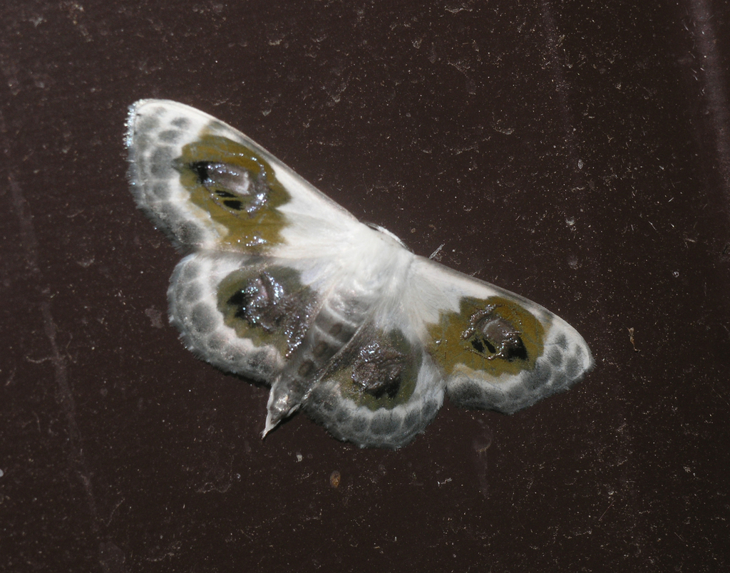 Problepsis phoebearia