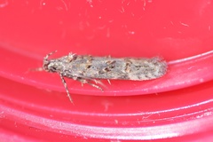 Teleiopsis diffinis