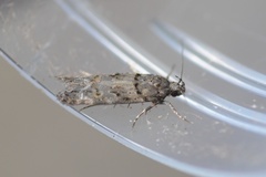 Teleiopsis diffinis