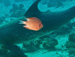 Amblyglyphidodon indicus