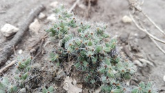 Trichodiadema intonsum