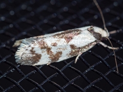 Palimmeces leucopelta