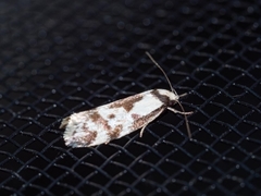 Palimmeces leucopelta