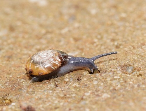 Draparnaud's Glass Snail