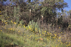 Bulbinella cauda-felis