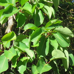 Syzygium suborbiculare