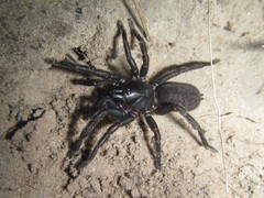 Chenistonia maculata