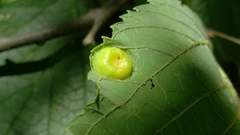 Pachypsylla celtidisumbilicus