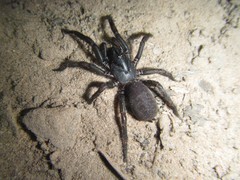 Chenistonia maculata