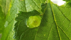Pachypsylla celtidisumbilicus