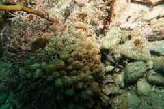 Stolonica australis