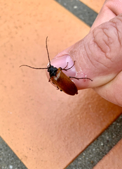 Cebrio gigas