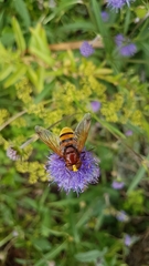 Volucella zonaria