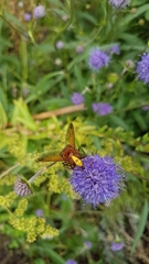 Volucella zonaria