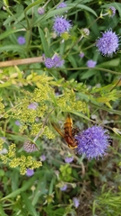 Volucella zonaria
