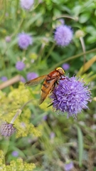 Volucella zonaria