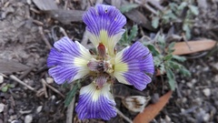 Blepharis procumbens