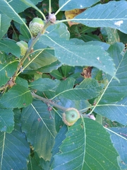 Quercus sadleriana