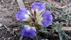 Blepharis procumbens