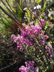 Erica trichadenia