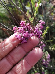 Erica trichadenia