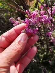 Erica trichadenia