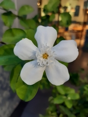 Wrightia antidysenterica